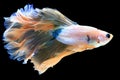 Fancy halfmoon betta fish Royalty Free Stock Photo