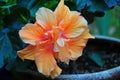 Fancy Hibiscus Flower - Peach - Orange - Pink Royalty Free Stock Photo