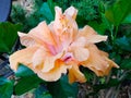 Fancy Hibiscus Flower - Peach - Orange - Pink Royalty Free Stock Photo