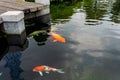 Fancy Koi carp fish swimming in the pond at Japanese garden Royalty Free Stock Photo