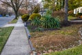 Fancy landscaping shrubs in the front yard of a home near the sidewalk and street in a residential neighborhood,