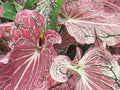 Fancy-Leafed Caladium, Elephant Ear, Heart of Jesus, Angel Wings