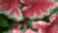Fancy leave caladium, with pink and green leaf texture for blurred background concept Royalty Free Stock Photo
