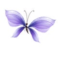 Fancy lilac color butterfly design element. Royalty Free Stock Photo