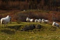 Fancy a meeting with the sheep Royalty Free Stock Photo