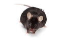 Fancy Mouse, Mus musculus domesticus Royalty Free Stock Photo