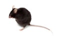 Fancy Mouse, Mus musculus domesticus Royalty Free Stock Photo