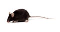 Fancy Mouse, Mus musculus domesticus Royalty Free Stock Photo