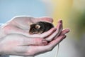 Fancy mouse sitting on a hand Royalty Free Stock Photo