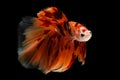 Fancy nemo betta or Siamese fighting fish Royalty Free Stock Photo