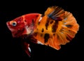 Fancy nemo betta or Siamese fighting fish Royalty Free Stock Photo