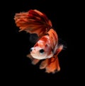 Fancy nemo betta or Siamese fighting fish Royalty Free Stock Photo