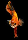 Fancy nemo betta or Siamese fighting fish Royalty Free Stock Photo