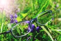 Fancy optometry glasses in green grass and violet flowers. Conceptual picture for poor vision or myopia treatment. Hipster glasses