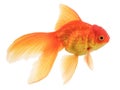 Fancy Oranda Gold Fish Royalty Free Stock Photo