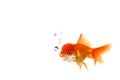 Fancy Orange Goldfish in the Water Royalty Free Stock Photo