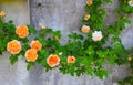 Stunning Fancy Orange Climbing Roses Attach to Historic Wall
