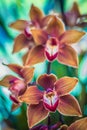 Fancy orange striped orchids close-up