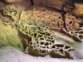 Fancy patterns in plaster grotto