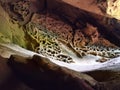 Fancy patterns in plaster grotto Royalty Free Stock Photo