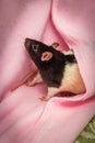 Fancy Pet Hooded Rat Royalty Free Stock Photo