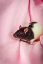 Fancy Pet Hooded Rat Royalty Free Stock Photo