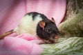 Fancy Pet Hooded Rat Royalty Free Stock Photo