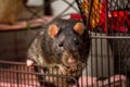 Fancy Pet Rat Cage Royalty Free Stock Photo