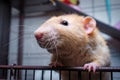 Fancy Pet Rat Royalty Free Stock Photo