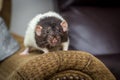 Fancy Pet Rat Sofa Royalty Free Stock Photo