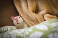 Fancy Pet Rat Sofa Royalty Free Stock Photo