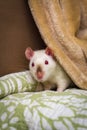 Fancy Pet Rat Sofa Royalty Free Stock Photo