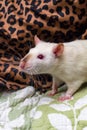 Fancy Pet Rat Sofa Royalty Free Stock Photo