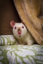 Fancy Pet Rat Sofa Royalty Free Stock Photo