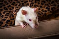 Fancy Pet Rat Sofa Royalty Free Stock Photo