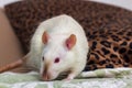 Fancy Pet Rat Sofa Royalty Free Stock Photo