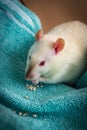 Fancy Pet Rat Sofa Royalty Free Stock Photo