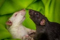 Fancy Pet Rats Fighting Royalty Free Stock Photo