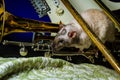 Pet Rats Musical Instruments Royalty Free Stock Photo