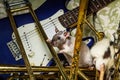 Pet Rats Musical Instruments Royalty Free Stock Photo