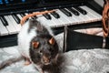 Pet Rats Musical Instruments Royalty Free Stock Photo