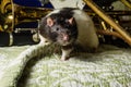 Pet Rats Musical Instruments Royalty Free Stock Photo
