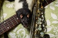 Pet Rats Musical Instruments Royalty Free Stock Photo