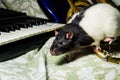 Pet Rats Musical Instruments Royalty Free Stock Photo