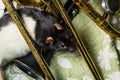 Pet Rats Musical Instruments Royalty Free Stock Photo