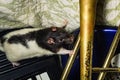 Pet Rats Musical Instruments Royalty Free Stock Photo