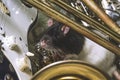 Pet Rats Musical Instruments Royalty Free Stock Photo