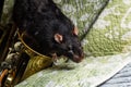 Pet Rats Musical Instruments Royalty Free Stock Photo