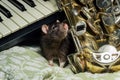 Pet Rats Musical Instruments Royalty Free Stock Photo