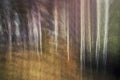 Horizontally panning view of a birch forest in autumn Royalty Free Stock Photo